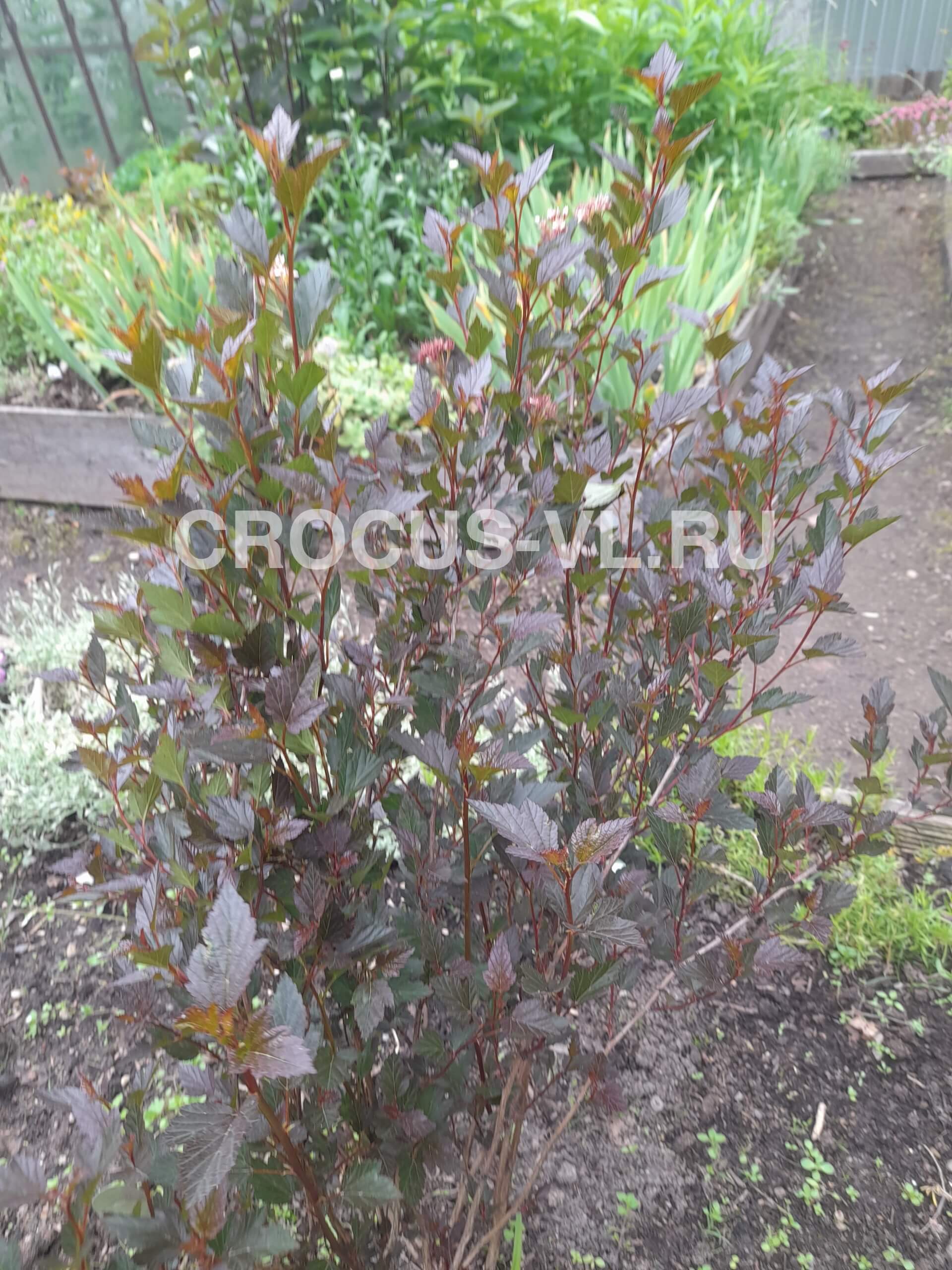 Пузыреплодник калинолистный «Tiny Wine»